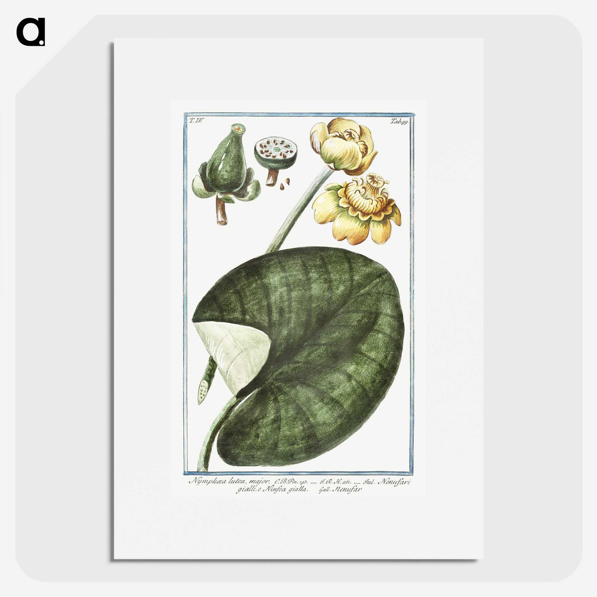 1-50_Hortus-Romanus-Botanical-Plates_picture