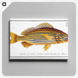 1-50_Ichtyologie-ou-Histoire-naturelle_canvas