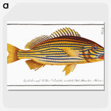 1-50_Ichtyologie-ou-Histoire-naturelle_picture-crop