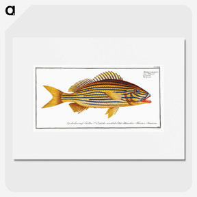 1-50_Ichtyologie-ou-Histoire-naturelle_picture