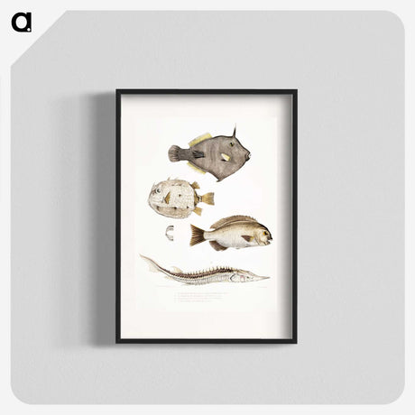 1-50_Indian-Zoology_blk