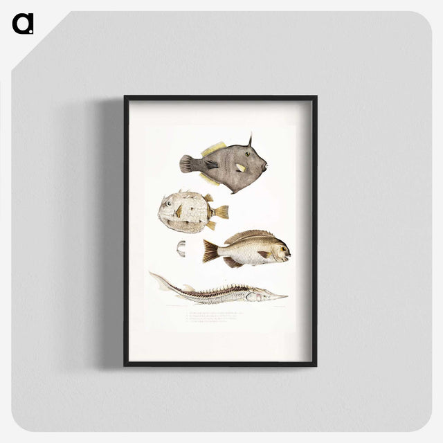 1-50_Indian-Zoology_blk