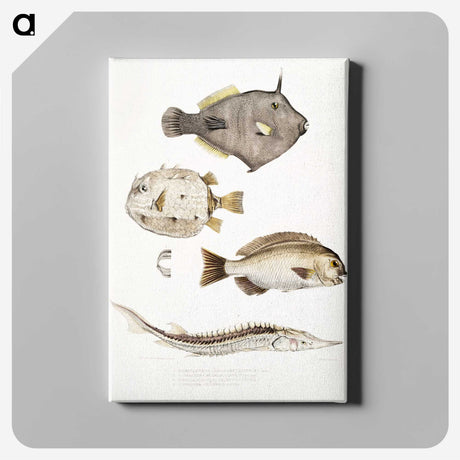 1-50_Indian-Zoology_canvas