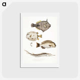 1-50_Indian-Zoology_hagaki