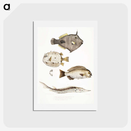 1-50_Indian-Zoology_hagaki