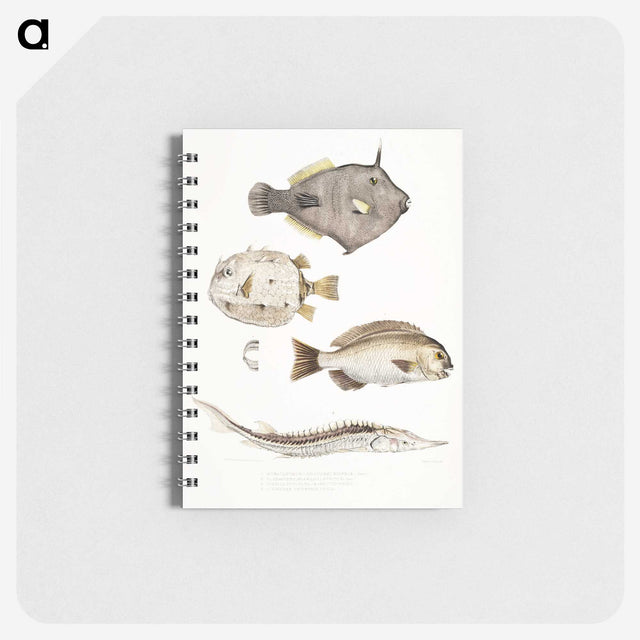 1-50_Indian-Zoology_memo