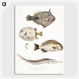 1-50_Indian-Zoology_picture-crop
