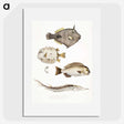 1-50_Indian-Zoology_picture