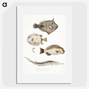 1-50_Indian-Zoology_picture