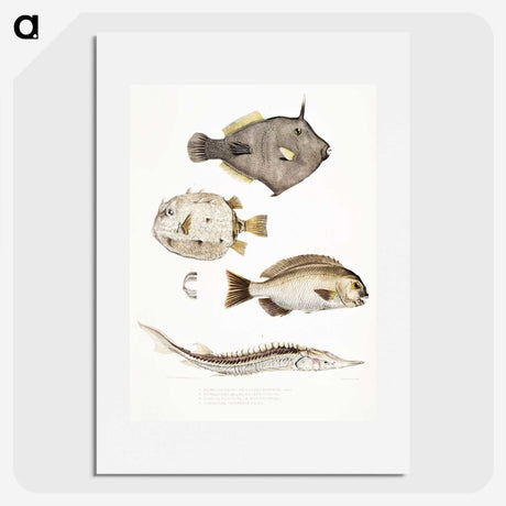 1-50_Indian-Zoology_picture