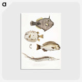 1-50_Indian-Zoology_postcard