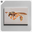 1-50_Insects-Unlocked-Project_canvas
