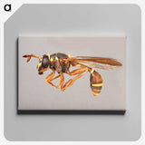 1-50_Insects-Unlocked-Project_canvas