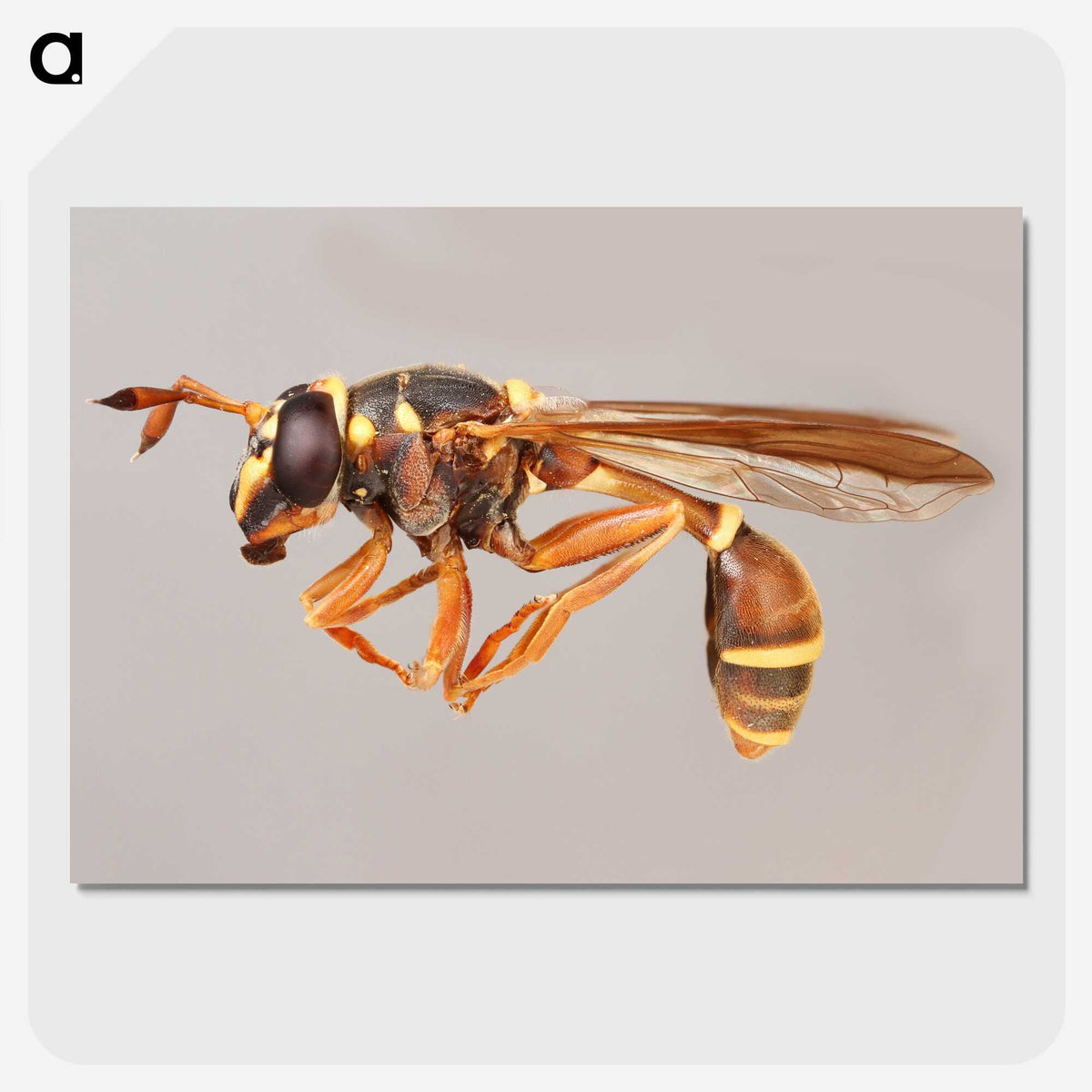 1-50_Insects-Unlocked-Project_picture-crop