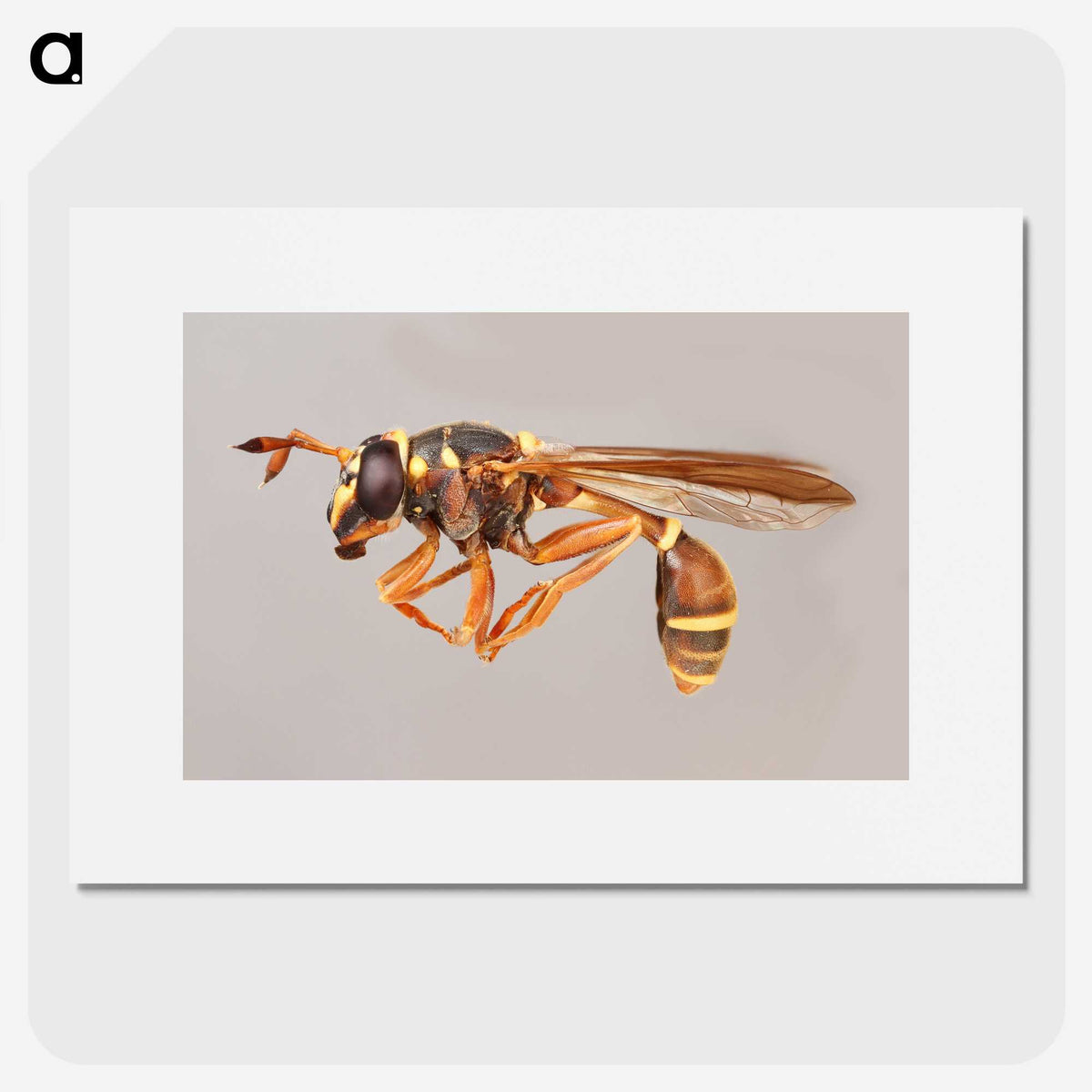 1-50_Insects-Unlocked-Project_picture