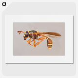1-50_Insects-Unlocked-Project_picture