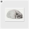 アートポストカード-Rolled up lying, sleeping cat - ジャン ベルナール Postcard.