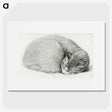 1-50_Jean-Bernard_picture