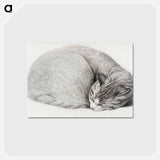 アートポストカード-Rolled up lying, sleeping cat - ジャン ベルナール Postcard.