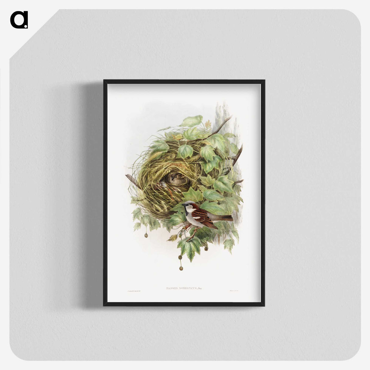 1-50_John-Gould_blk-crop