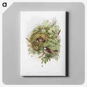 1-50_John-Gould_canvas