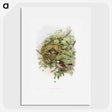 1-50_John-Gould_picture