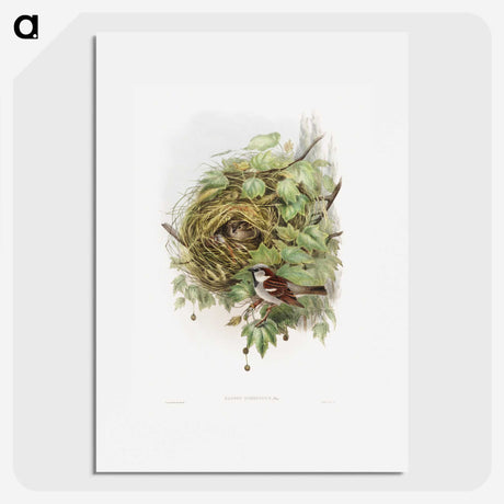 1-50_John-Gould_picture