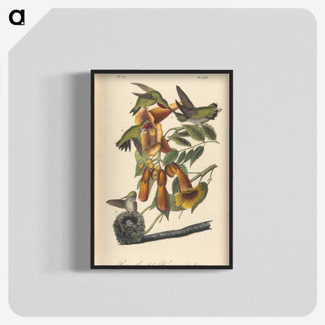 1-50_John-James-Audubon_blk-crop