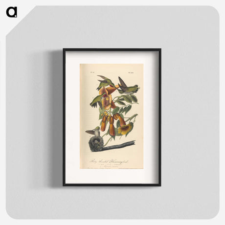 1-50_John-James-Audubon_blk