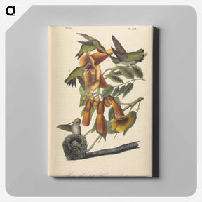 アートパネル-The Birds of America
 - ジョン ジェームス オーデュボン Canvas.