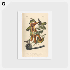 アートポストカード-The Birds of America
 - ジョン ジェームス オーデュボン Postcard.