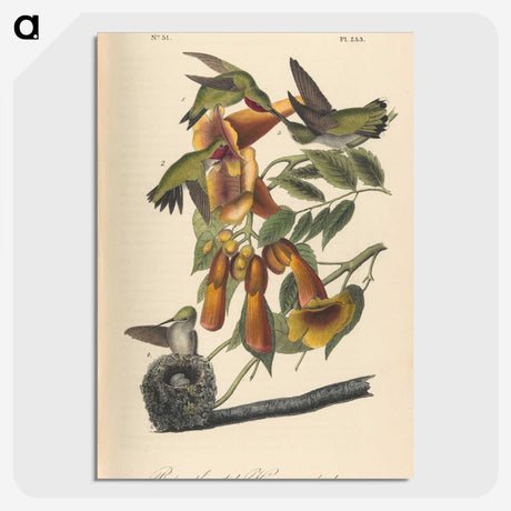 1-50_John-James-Audubon_picture-crop