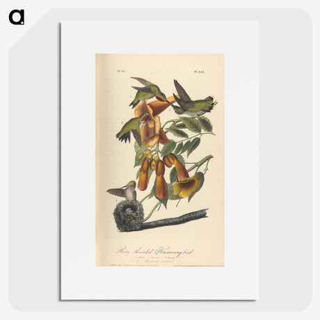 1-50_John-James-Audubon_picture