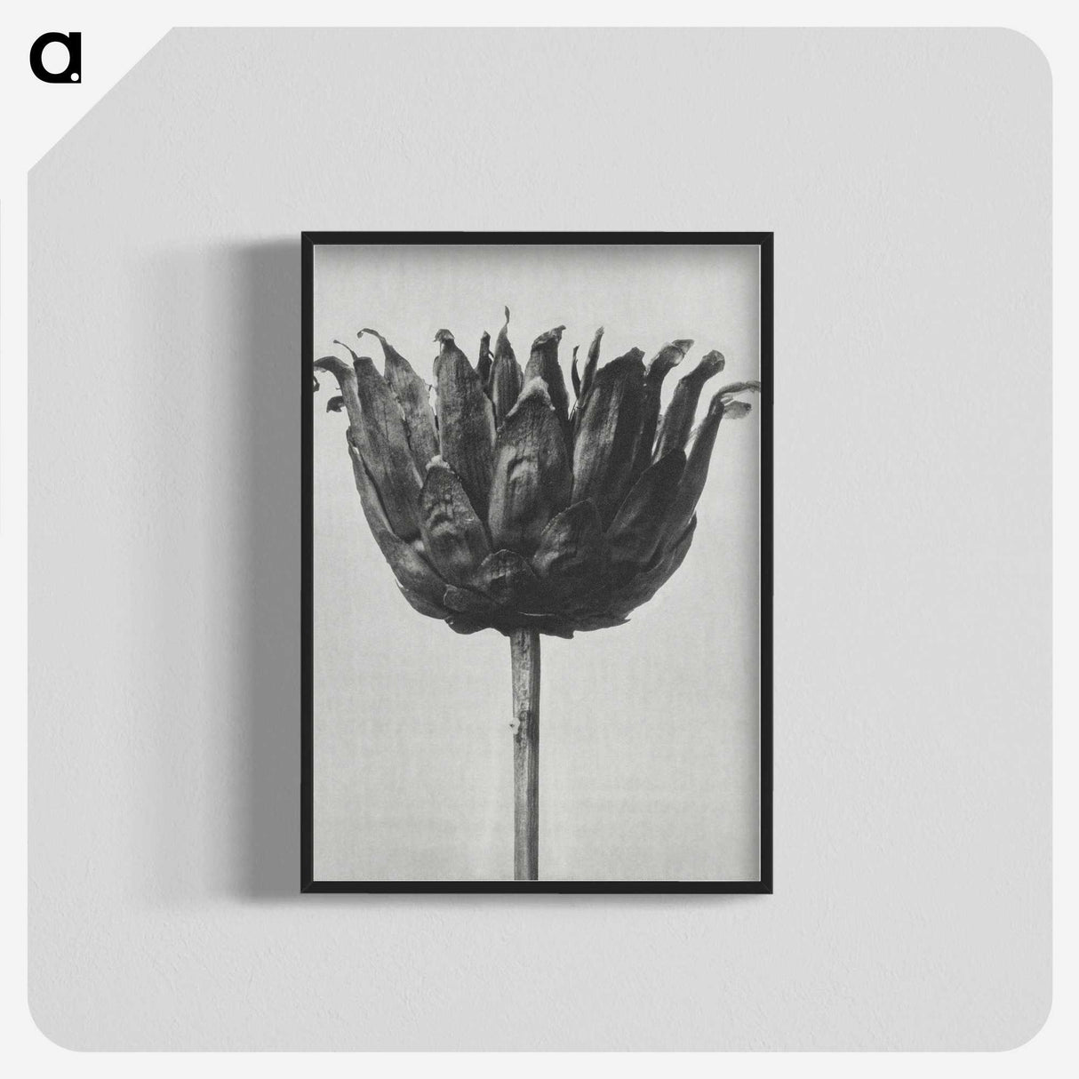 1-50_Karl-Blossfeldt_blk-crop