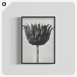 1-50_Karl-Blossfeldt_blk-crop