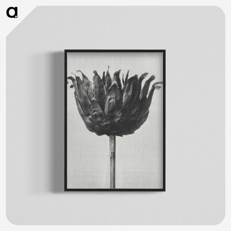 1-50_Karl-Blossfeldt_blk-crop
