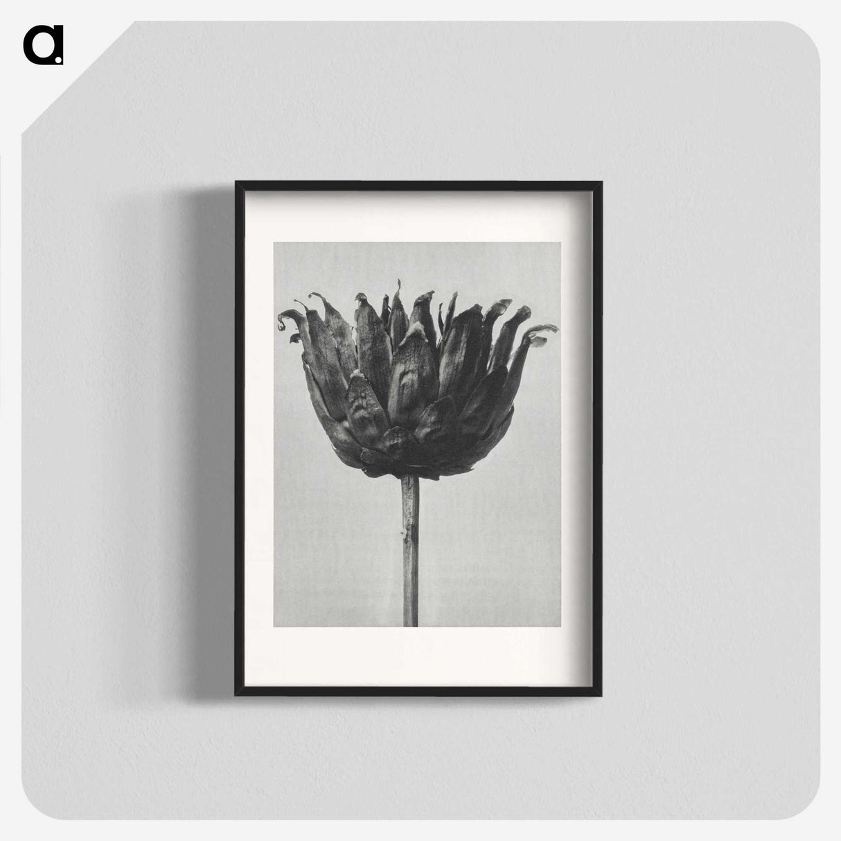 1-50_Karl-Blossfeldt_blk