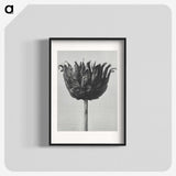 1-50_Karl-Blossfeldt_blk