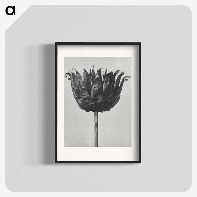 1-50_Karl-Blossfeldt_blk
