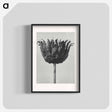 アートポスター-Centaurea Ruthenica - カール ブロスフェルト Poster.
