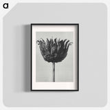 アートポスター-Centaurea Ruthenica - カール ブロスフェルト Poster.