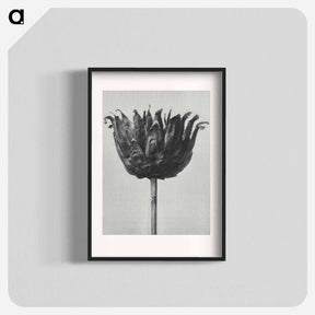 アートポスター-Centaurea Ruthenica - カール ブロスフェルト Poster.