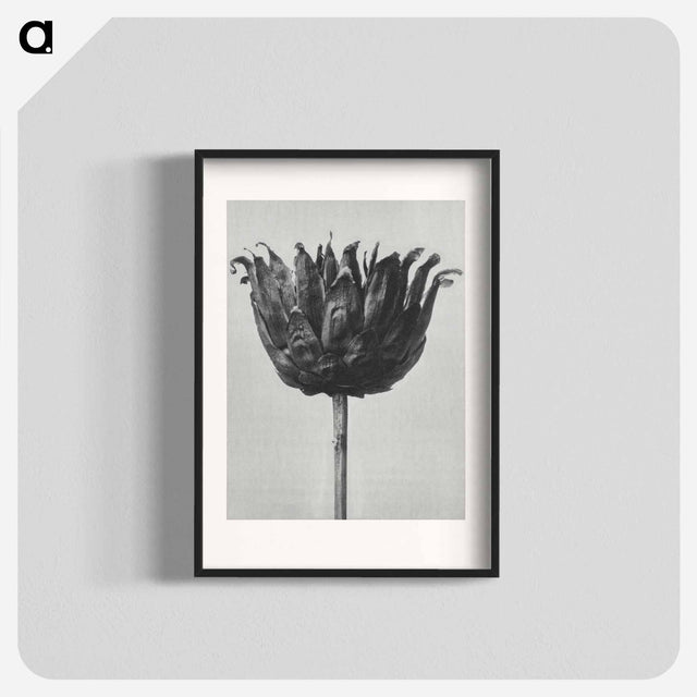 アートポスター-Centaurea Ruthenica - カール ブロスフェルト Poster.