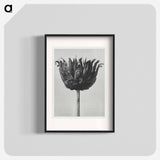 Centaurea Ruthenica - Karl Blossfeldt Poster.