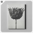 1-50_Karl-Blossfeldt_canvas