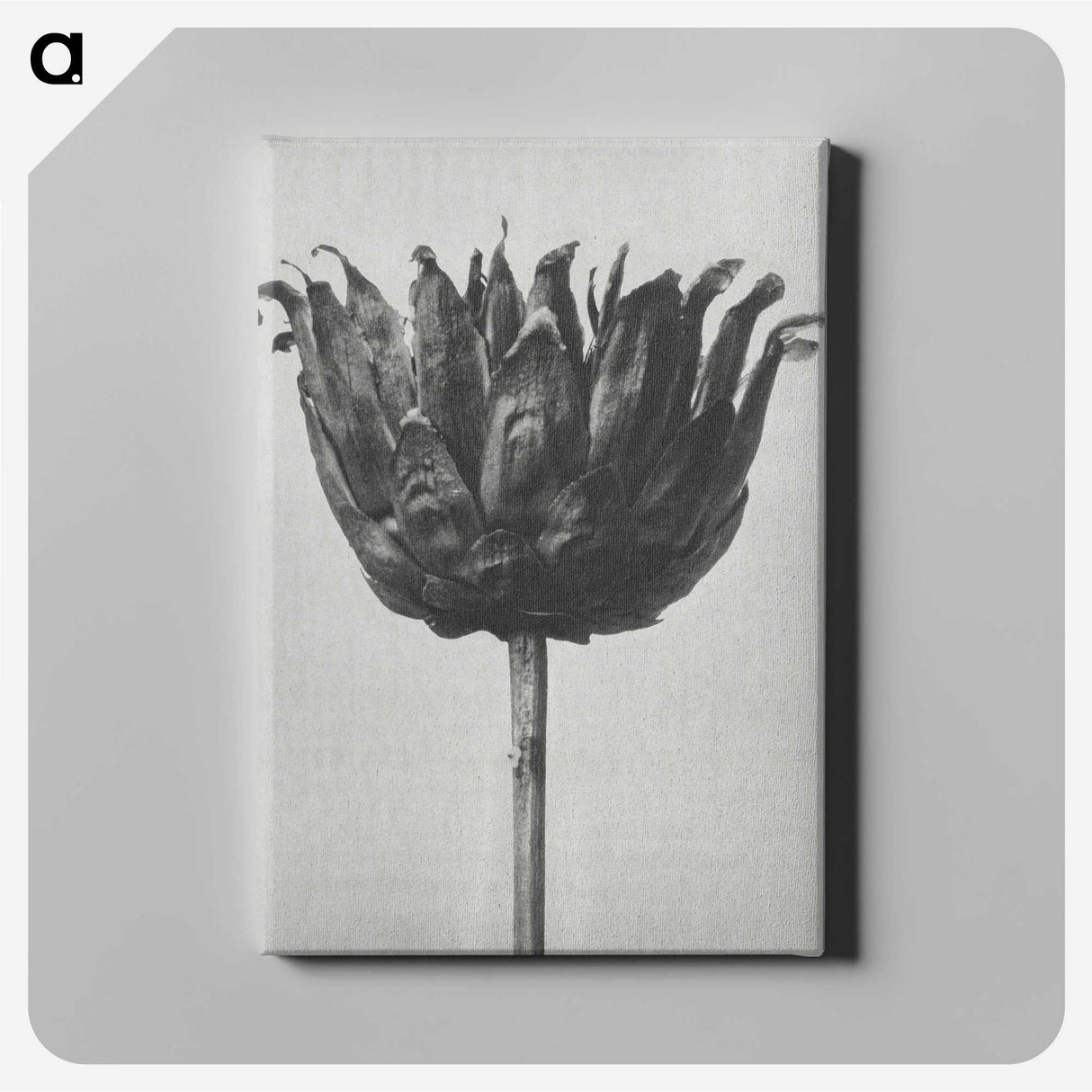 1-50_Karl-Blossfeldt_canvas