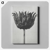 1-50_Karl-Blossfeldt_canvas