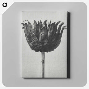 1-50_Karl-Blossfeldt_canvas