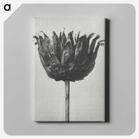 1-50_Karl-Blossfeldt_canvas