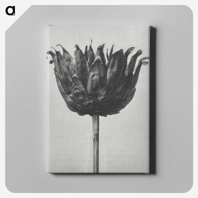 1-50_Karl-Blossfeldt_canvas